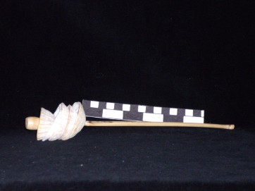Limpet shell rattle